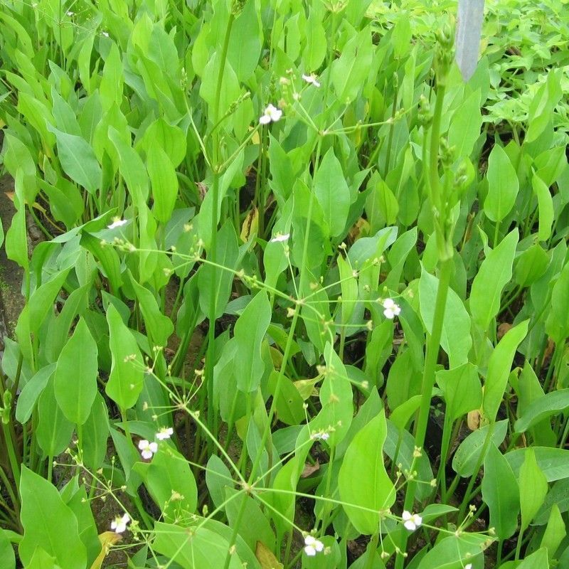 Anglo Aquatics Alisma Plantago Aquaticum 1 Litre 3 Pack - Image 2