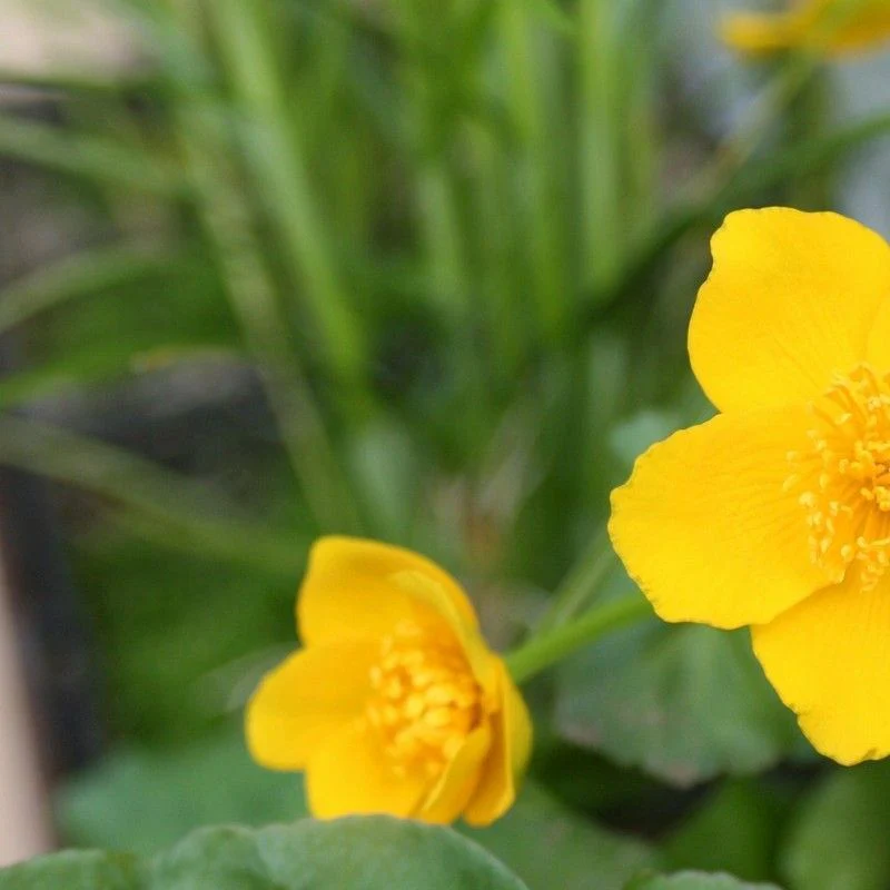 Anglo Aquatics Caltha Palustris 9cm 3 Pack - Image 2