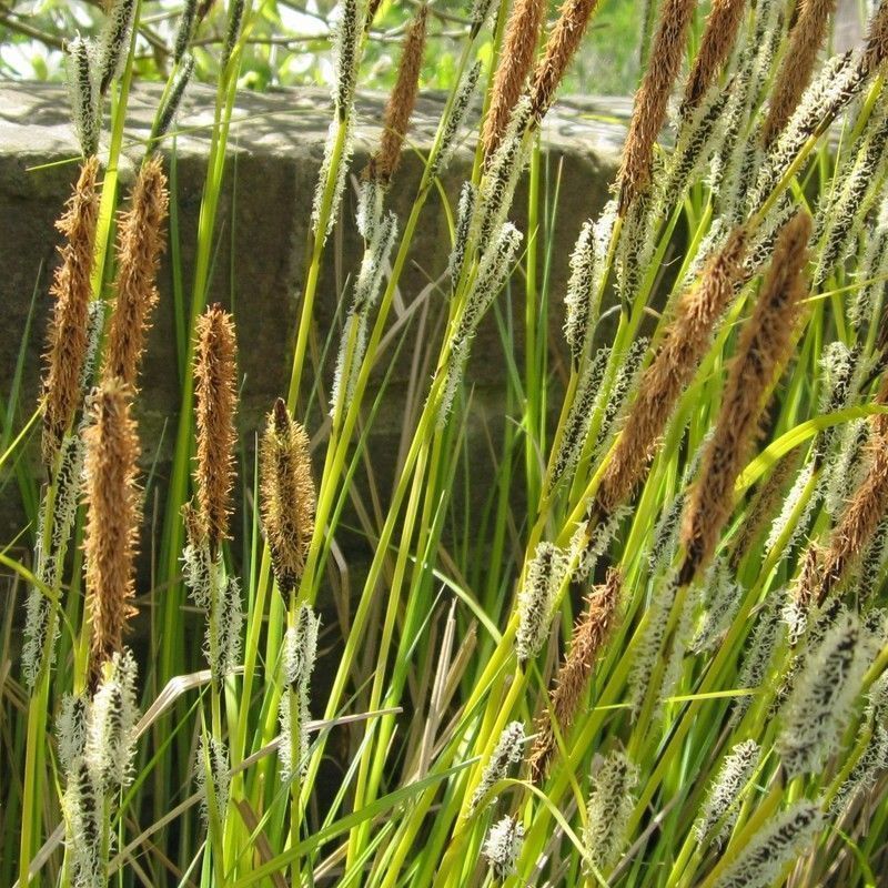 Anglo Aquatics Carex Acuta 9cm - Image 2