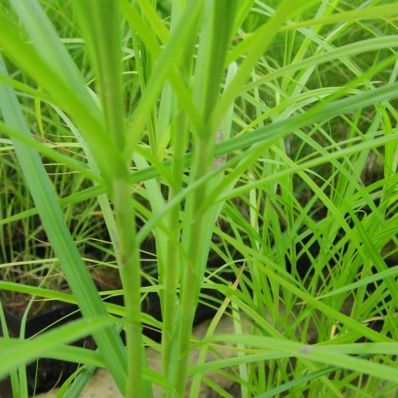 Anglo Aquatics Carex Muskingumensis 9cm 3 Pack - Image 2