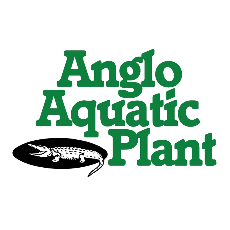 Anglo Aquatics Carex Pseudocyperus 3 Pack - Image 2