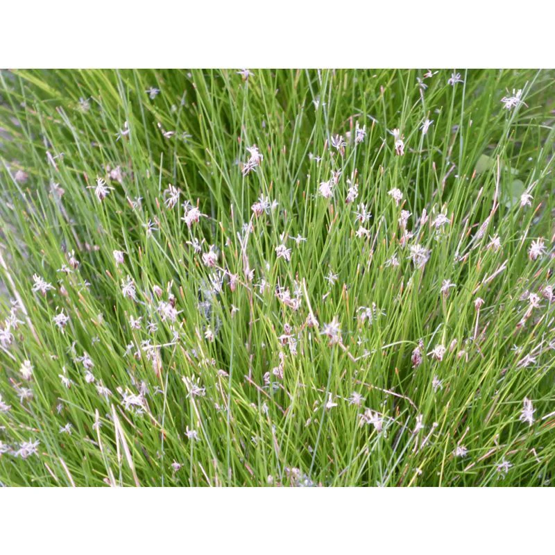 Anglo Aquatics Eleocharis Acicularis 1 Litre 3 Pack - Image 2