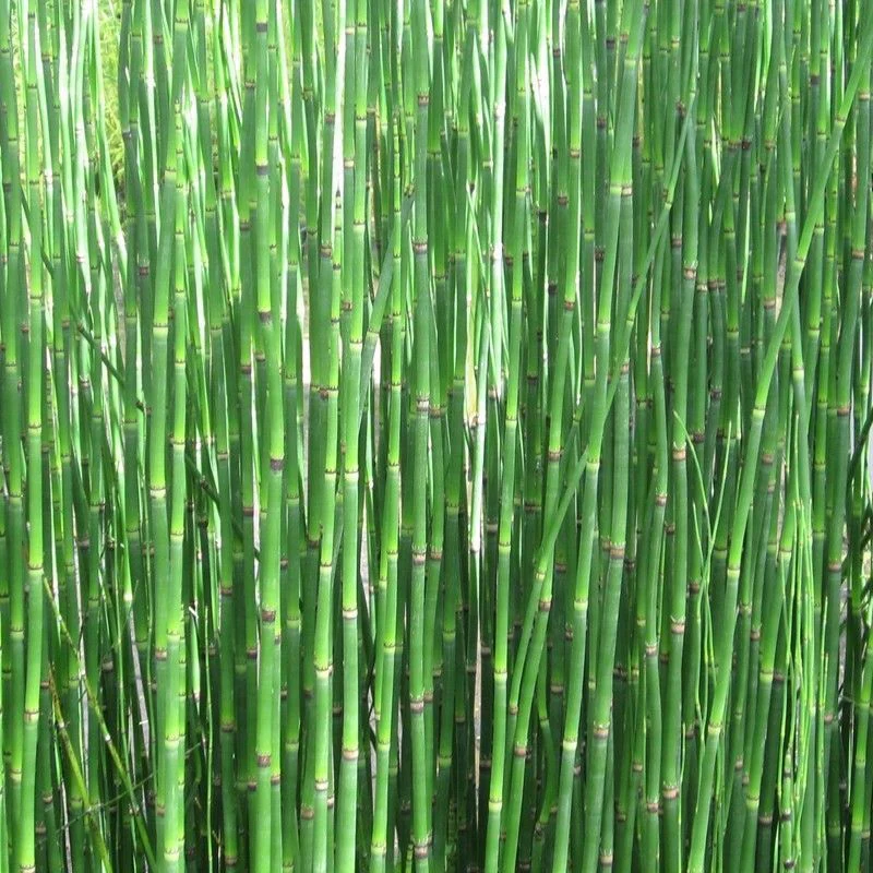 Anglo Aquatics Equisetum Hyemale 9cm