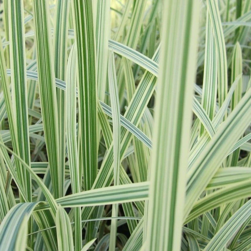 Anglo Aquatics Glyceria Maxima Variegata 1 Litre - Image 2