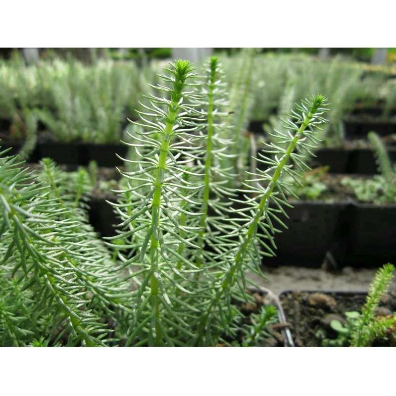 Anglo Aquatics Hippuris Vulgaris 1 Litre - Image 2
