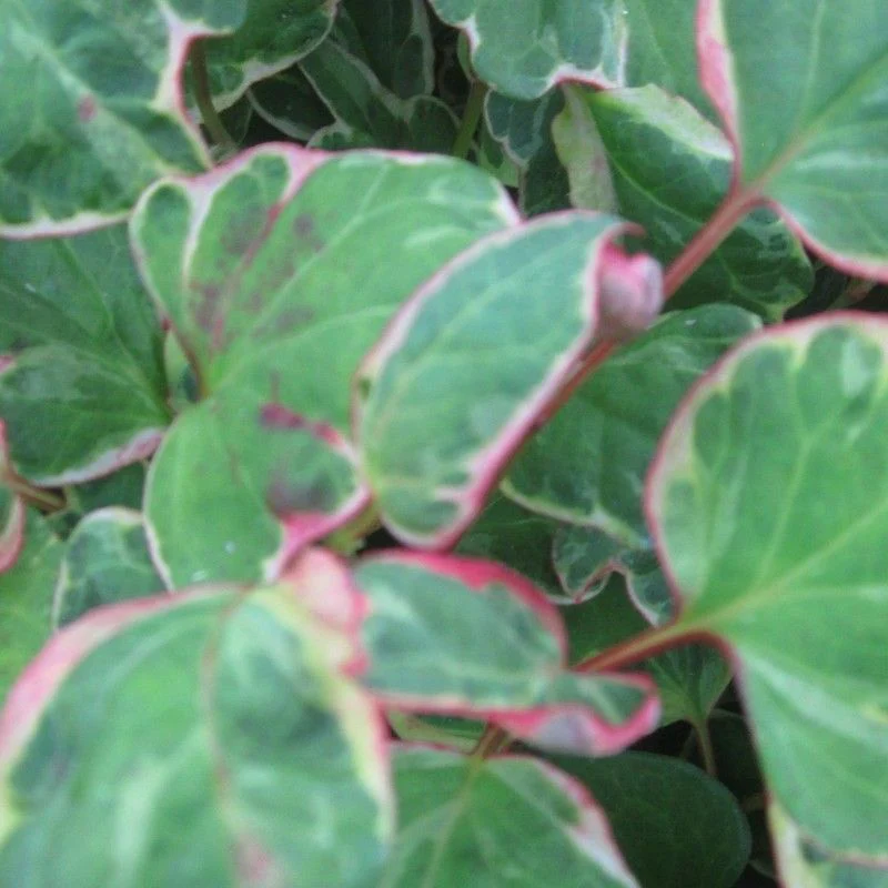 Anglo Aquatics Houttuynia Cordata 'Boo Boo' 3 Litre - Image 2