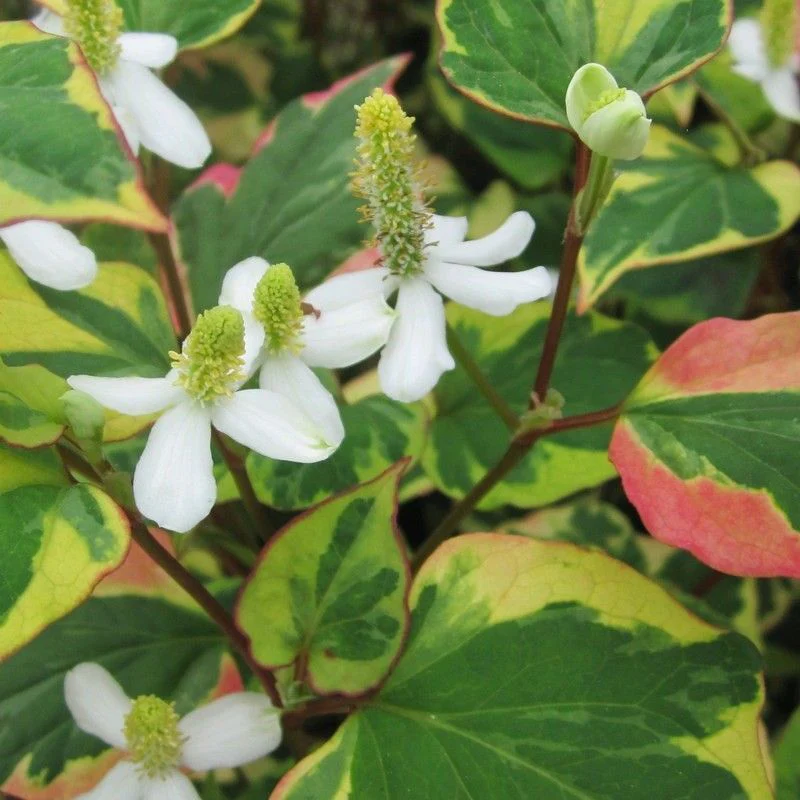 Anglo Aquatics Houttuynia Cordata 'Chameleon' 1 Litre 3 Pack - Image 2