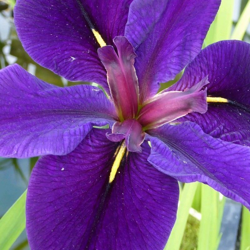 Anglo Aquatics Iris Louisiana 'Black Gamecock' 1 Litre - Image 2