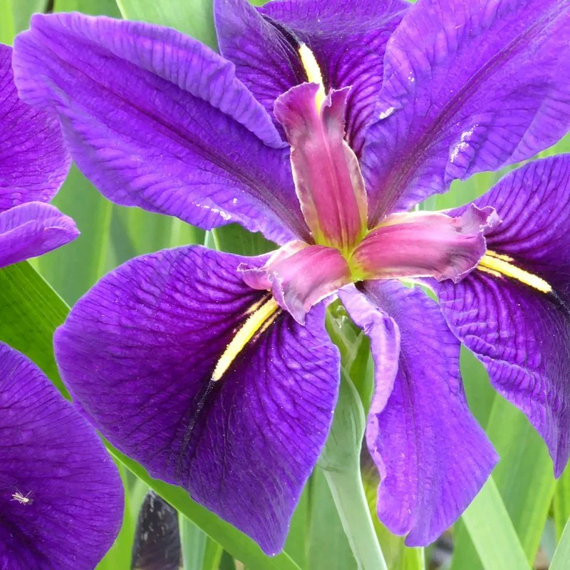 Anglo Aquatics Iris Louisiana 'Black Gamecock' 1 Litre - Image 4