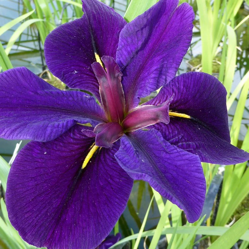Anglo Aquatics Iris Louisiana 'Black Gamecock' 3 Litre - Image 3