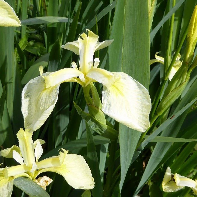 Anglo Aquatics Iris Pseudacorus Bastardii 1 Litre 3 Pack - Image 2