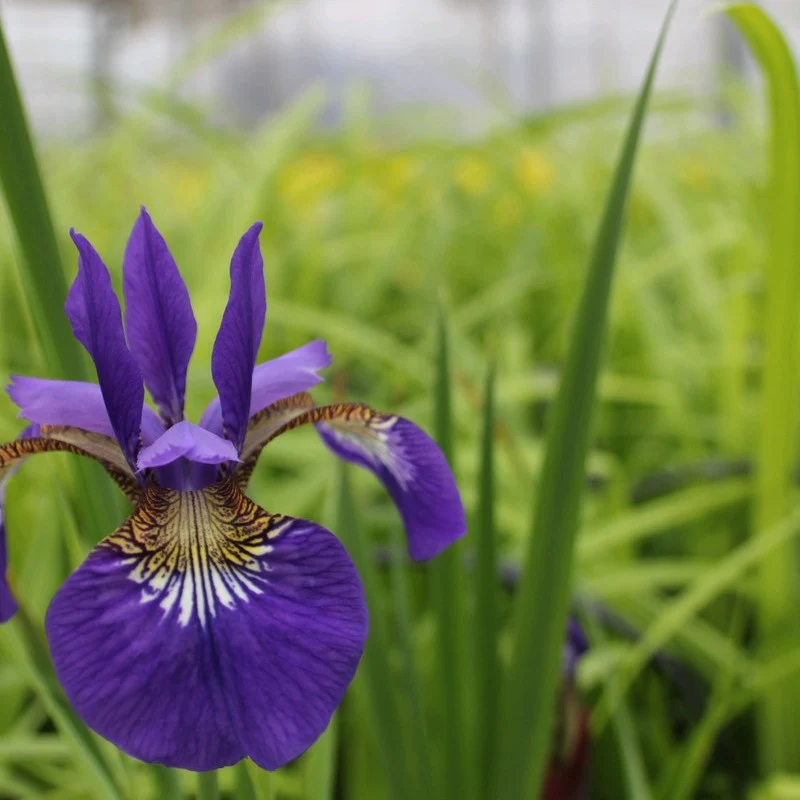 Anglo Aquatics Iris Sibirica 9cm - Image 3