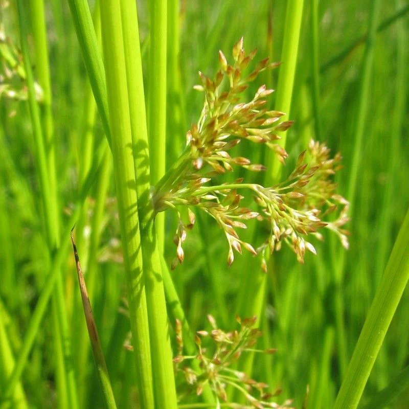 Anglo Aquatics Juncus Effusus 9cm - Image 2