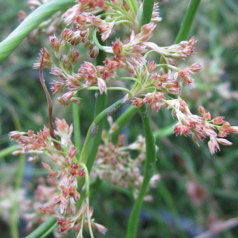 Anglo Aquatics Juncus Effusus Spiralis 1 Litre - Image 2
