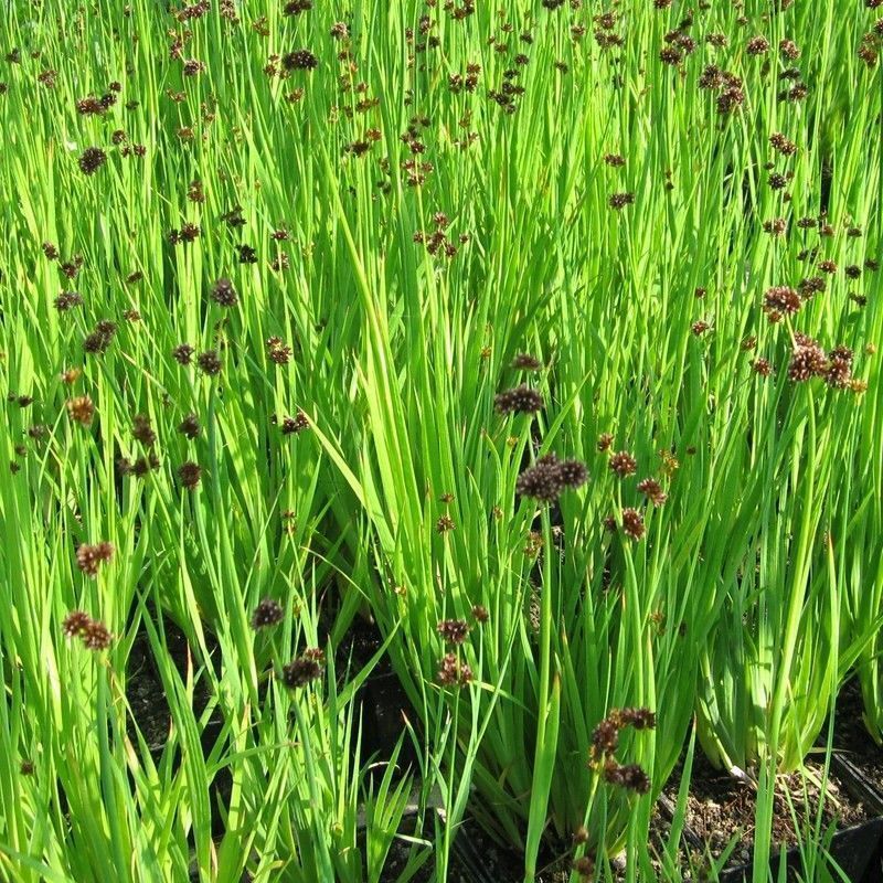 Anglo Aquatics Juncus Ensifolius 9cm 3 Pack - Image 2
