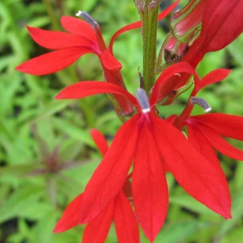 Anglo Aquatics Lobelia Cardinalis 1 Litre - Image 2