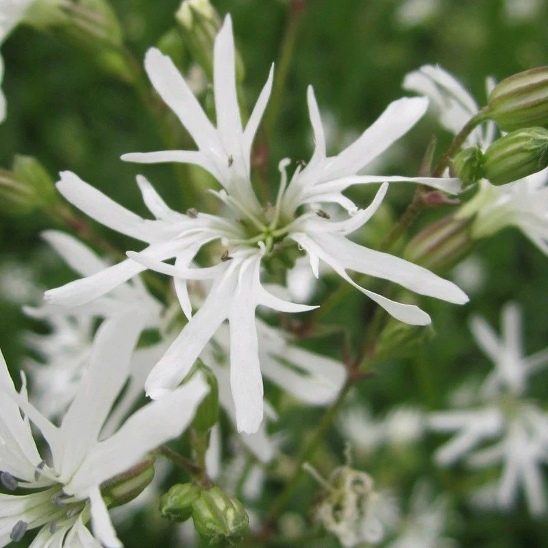 Anglo Aquatics Lychnis Flos-Cuculi 'White Robin' 9cm 3 Pack - Image 2