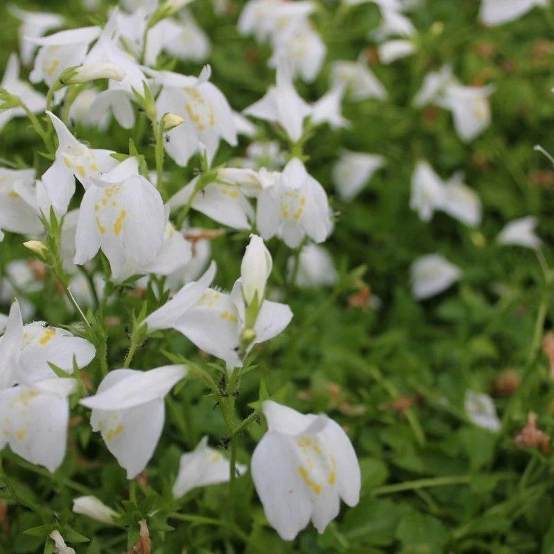 Anglo Aquatics Mazus Reptans 'Alba' 1 Litre 3 Pack - Image 2