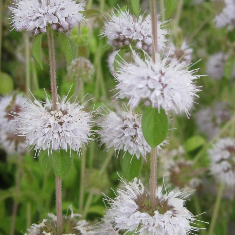 Anglo Aquatics Mentha Pulegium 9cm - Image 2