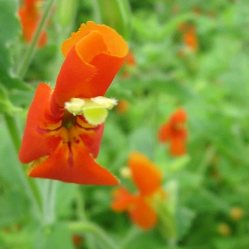 Anglo Aquatics Mimulus Cardinalis 1 Litre - Image 2