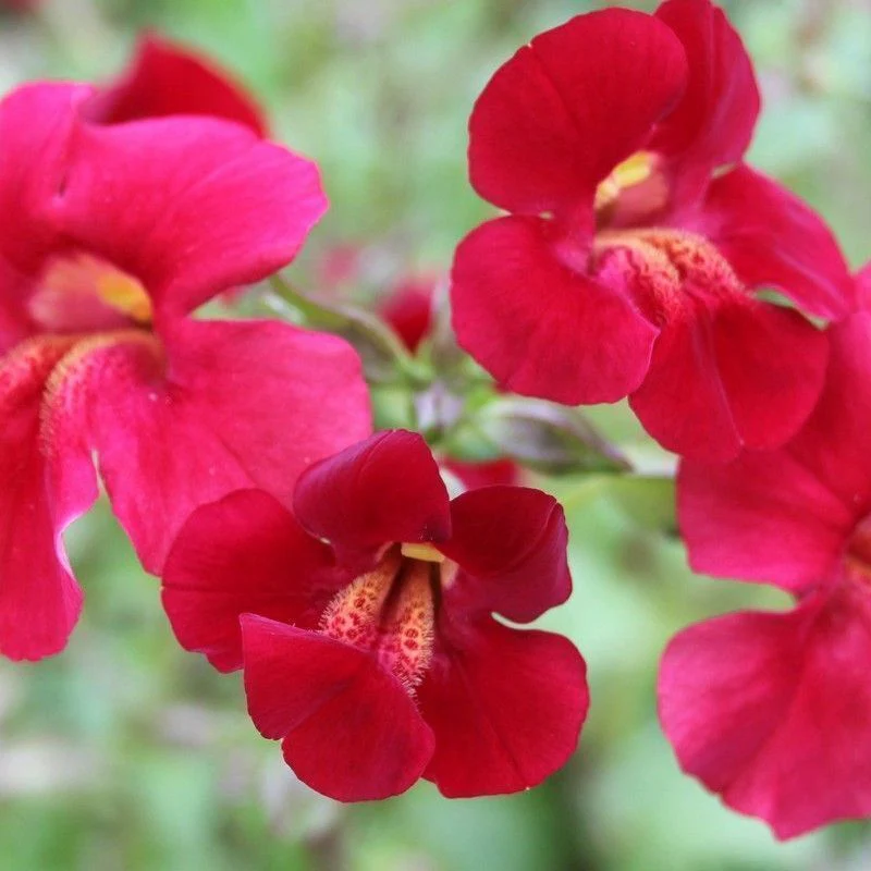 Anglo Aquatics Mimulus Cupreus 'Red Emperor' 9cm - Image 2