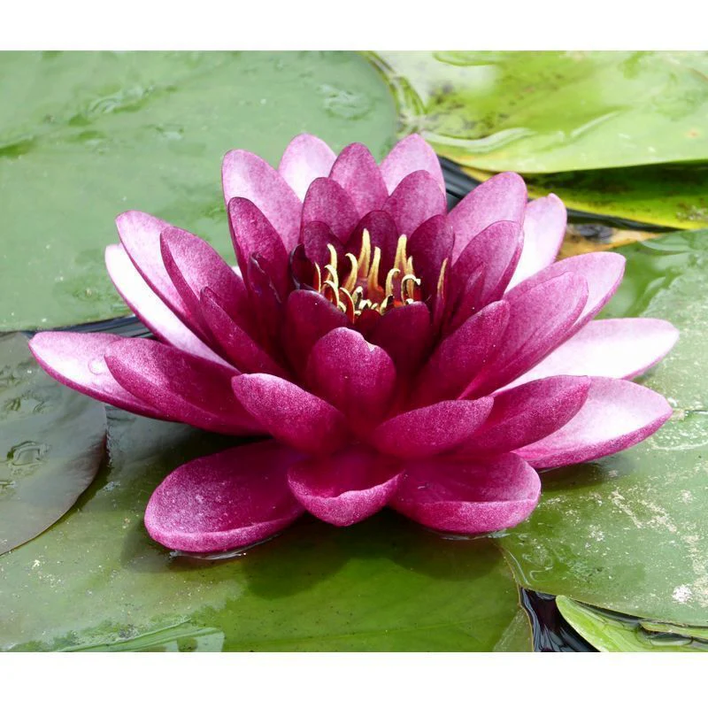 Anglo Aquatics Nymphaea Almost Black 10 Litre - Image 2