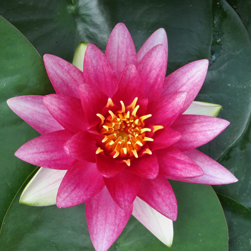 Anglo Aquatics Nymphaea Attraction 30 Litre - Image 4