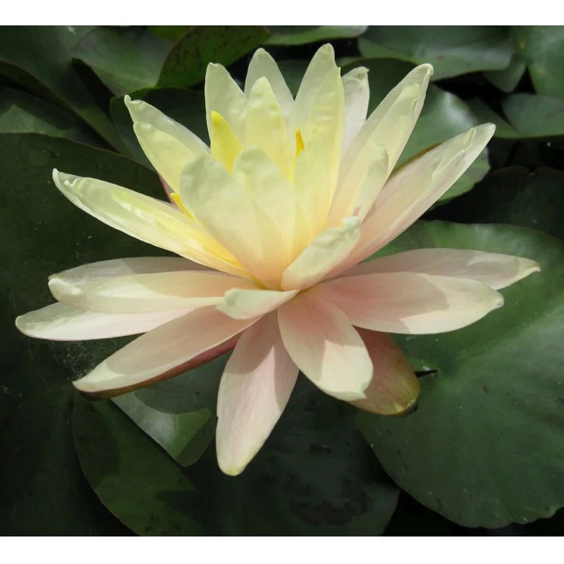 Anglo Aquatics Nymphaea Barbara Dobbins 3 Litre - Image 2