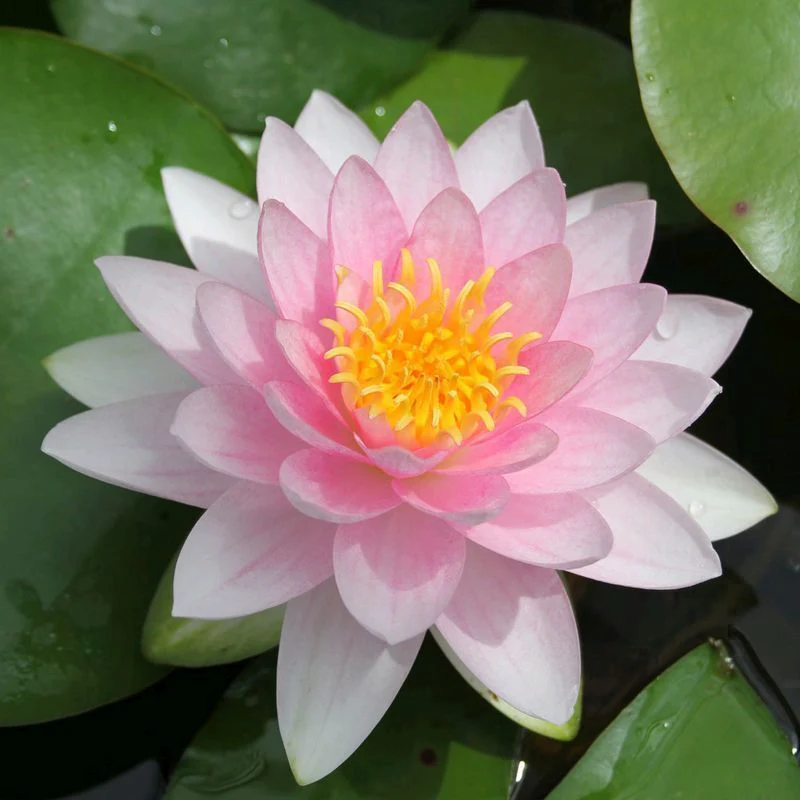 Anglo Aquatics Nymphaea Darwin (Hollandia) 1 Litre - Image 2
