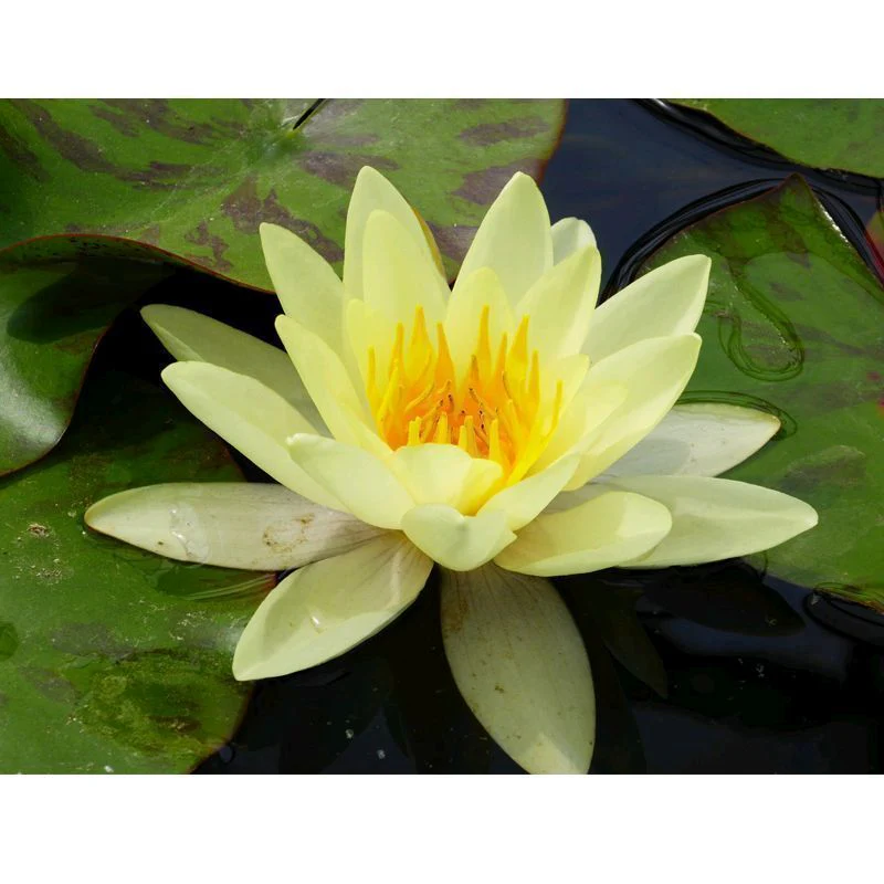 Anglo Aquatics Nymphaea Marliacea Chromatella 3 Litre - Image 2