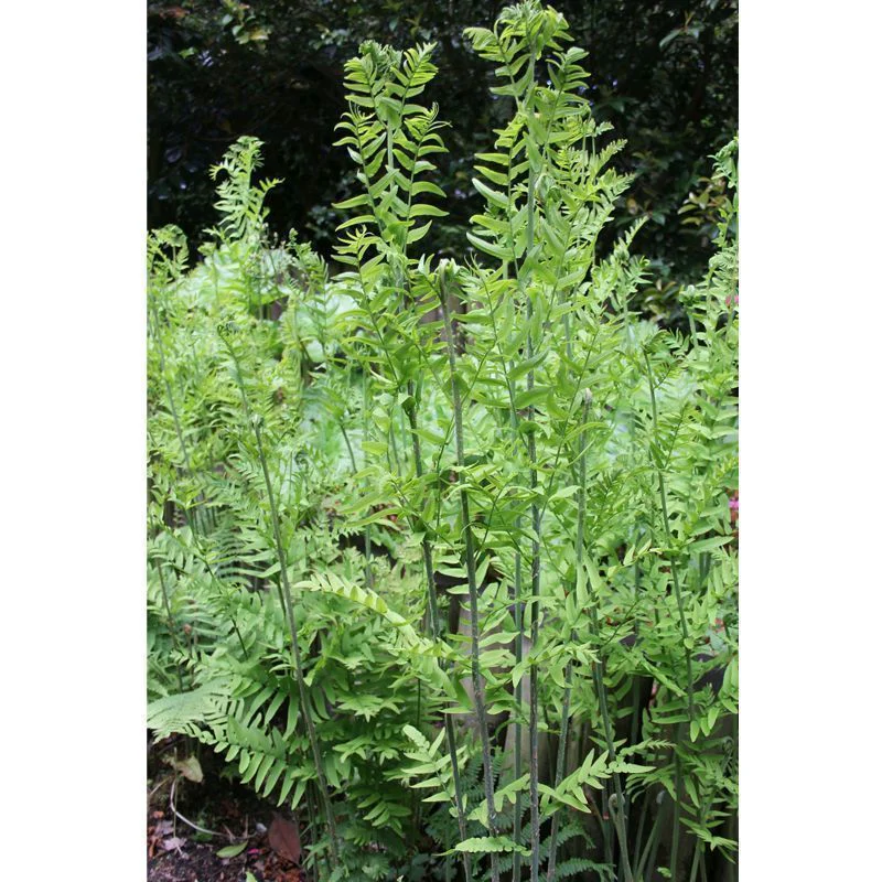 Anglo Aquatics Osmunda Regalis 9cm 3 Pack - Image 2