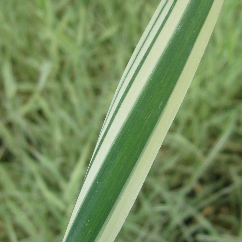 Anglo Aquatics Phalaris Arundinacea Var Picta 9cm - Image 2