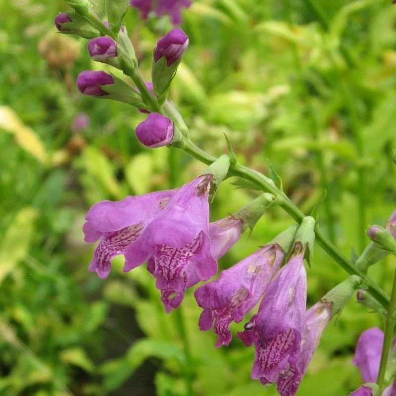 Anglo Aquatics Physostegia Virginiana 9cm - Image 2