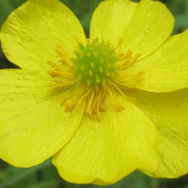 Anglo Aquatics Ranunculus Flammula 9cm 3 Pack - Image 2