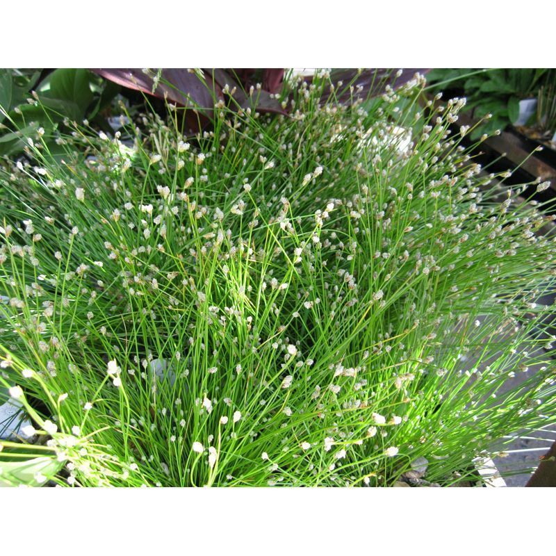 Anglo Aquatics Scirpus Cernuus 9cm 3 Pack - Image 2