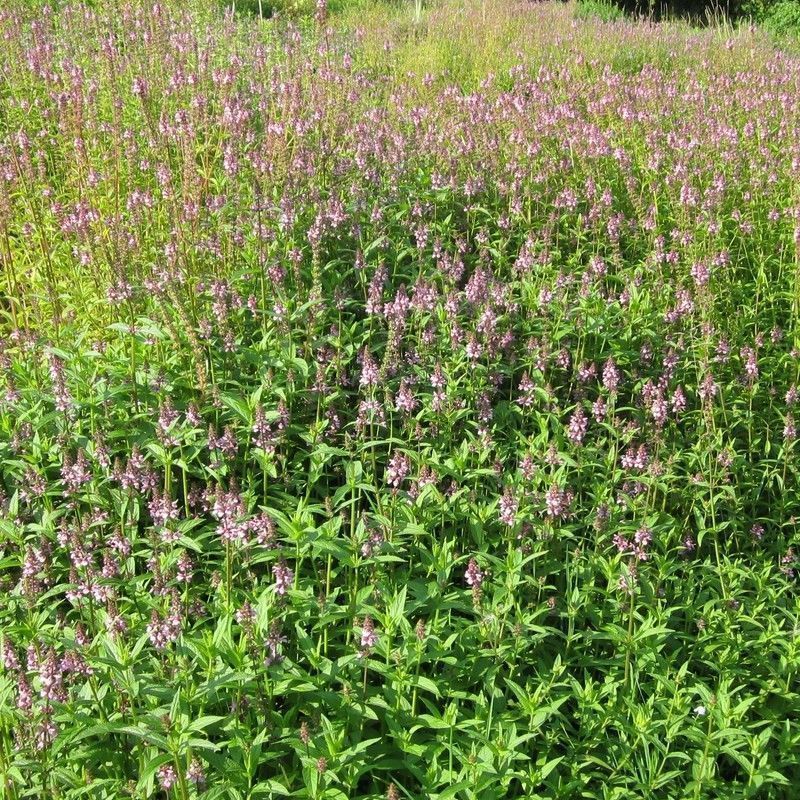 Anglo Aquatics Stachys Palustris 9cm 3 Pack - Image 2