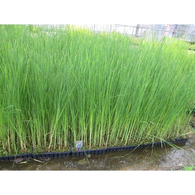 Anglo Aquatics Typha Angustifolia 3 Litre - Image 2