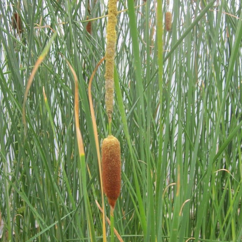 Anglo Aquatics Typha Gracilis 9cm - Image 2